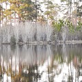 Reflections Of The South by Jan Gelders