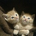Rescued Dumpster Kitties  by Rabiah Seminole