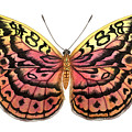 Resplendent Forester Butterfly Painting by Lucy Arnold Resplendent Forester Butterfly Painting by Lucy Arnold