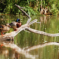 Resting Mallards by Robert Bales Resting Mallards by Robert Bales