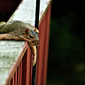 Resting Squirrel by Onyonet Photo Studios Resting Squirrel by Onyonet Photo Studios