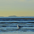Revere Beach Seagull Revere MA Photograph by Toby McGuire Revere Beach Seagull Revere MA Photograph by Toby McGuire