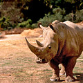 Rhino by Steve Karol Rhino by Steve Karol