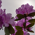 Rhododendron Backlit by the Sun Photograph by Holden The Moment Rhododendron Backlit by the Sun Photograph by Holden The Moment