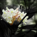 Rhododendron Blooms Photograph by Mike Eingle Rhododendron Blooms Photograph by Mike Eingle