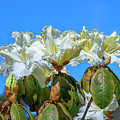 Rhododendron ciliicalyx DTHN0213 Photograph by Gerry Gantt Rhododendron ciliicalyx DTHN0213 Photograph by Gerry Gantt
