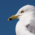 Ring-billed Gull Portrait Photograph by Onyonet Photo Studios Ring-billed Gull Portrait Photograph by Onyonet Photo Studios