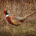 Ring Necked Pheasant Photograph by Susan Rissi Tregoning Ring Necked Pheasant Photograph by Susan Rissi Tregoning