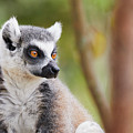 Ring-tailed lemur closeup by Nick Biemans