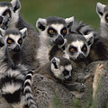 Ring-tailed Lemur Lemur Catta Group Photograph by Gerry Ellis Ring-tailed Lemur Lemur Catta Group Photograph by Gerry Ellis