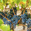 Ripe Grapes on Vine Photograph by David Letts Ripe Grapes on Vine Photograph by David Letts