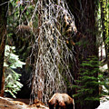 Ripping Logs Photograph by Lana Trussell Ripping Logs Photograph by Lana Trussell
