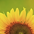 Rise And Shine Photograph by Doug Sturgess Rise And Shine Photograph by Doug Sturgess