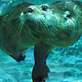 River Otter Photograph by Steve Karol River Otter Photograph by Steve Karol