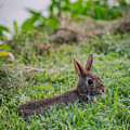 River Rabbit Photograph by Holden The Moment River Rabbit Photograph by Holden The Moment