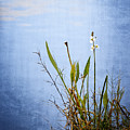 Riverbank Beauty Photograph by Carolyn Marshall Riverbank Beauty Photograph by Carolyn Marshall