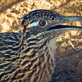 Roadrunner Portrait Photograph by Judy Kennedy Roadrunner Portrait Photograph by Judy Kennedy