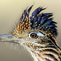 Roadrunner Portrait by Lisa Manifold
