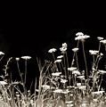 Roadside Wildflowers Photograph by Lori Deiter