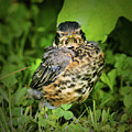 Robin Fledgling Photograph by Smilin Eyes Treasures Robin Fledgling Photograph by Smilin Eyes Treasures