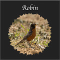 Robin Photograph by Holden The Moment Robin Photograph by Holden The Moment