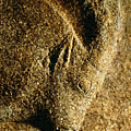 Roc-aux-Sorciers Ibex Digital Art by Weston Westmoreland Roc-aux-Sorciers Ibex Digital Art by Weston Westmoreland