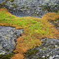 Rock And Grass Photograph by Tom Singleton Rock And Grass Photograph by Tom Singleton