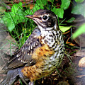 Rockin' Robin with Peanut Photograph by Linda Stern Rockin' Robin with Peanut Photograph by Linda Stern