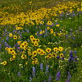 Rocky Mountain Wildflowers by Tranquil Light Photography