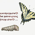 Romans 12 Be Transformed by Betsy Gray