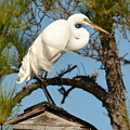 Roof-Top Perch by Dan Williams