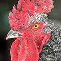 Rooster Named Brute Photograph by Troy Stapek Rooster Named Brute Photograph by Troy Stapek