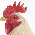 Rooster Named Spot Photograph by Troy Stapek Rooster Named Spot Photograph by Troy Stapek