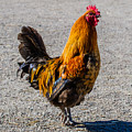 Rooster Photograph by Torbjorn Swenelius Rooster Photograph by Torbjorn Swenelius
