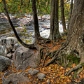 Roots Photograph by Doug Gibbons Roots Photograph by Doug Gibbons