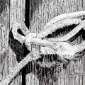 Rope on a Fence Painting by Quwatha Valentine Rope on a Fence Painting by Quwatha Valentine