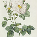 Rosa Alba Foliacea by Pierre Joseph Redoute Rosa Alba Foliacea by Pierre Joseph Redoute