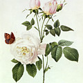 Rosa Bengale the Hymenes Painting by Pierre Joseph Redoute Rosa Bengale the Hymenes Painting by Pierre Joseph Redoute