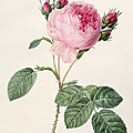 Rosa Centifolia Drawing by Pierre Joseph Redoute Rosa Centifolia Drawing by Pierre Joseph Redoute