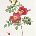 Rosa Eglantera Punicea Drawing by Pierre Joseph Redoute Rosa Eglantera Punicea Drawing by Pierre Joseph Redoute