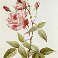 Rosa Indica Vulgaris Painting by Pierre Joseph Redoute Rosa Indica Vulgaris Painting by Pierre Joseph Redoute