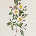 Rosa Pimpinelli Folia Inermis by Pierre Joseph Redoute Rosa Pimpinelli Folia Inermis by Pierre Joseph Redoute