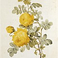 Rosa Sulfurea by Pierre Redoute Rosa Sulfurea by Pierre Redoute