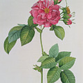 Rosa Turbinata by Pierre Joseph Redoute Rosa Turbinata by Pierre Joseph Redoute