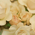Rose Bouquet by Deborah Benoit Rose Bouquet by Deborah Benoit