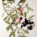 Rose Breasted Grosbeak by John James Audubon Rose Breasted Grosbeak by John James Audubon