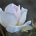 Rose Flower Series 14 by Heiko Koehrer-Wagner Rose Flower Series 14 by Heiko Koehrer-Wagner