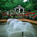 Rose Garden Photograph by Rikk Flohr Rose Garden Photograph by Rikk Flohr