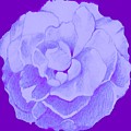 Rose On Purple Digital Art by Helena Tiainen Rose On Purple Digital Art by Helena Tiainen