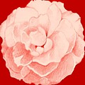 Rose On Red Digital Art by Helena Tiainen Rose On Red Digital Art by Helena Tiainen